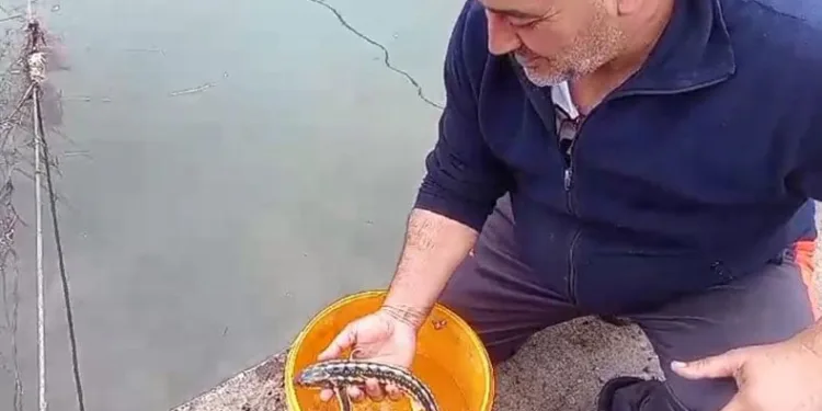 Balıkçı ağlarına takılan mersin balıkları denize salındı