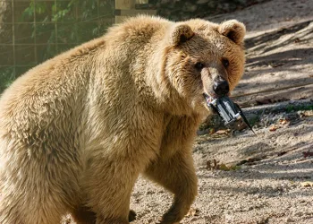 Havuza düşen dronunu ayı kurtardı