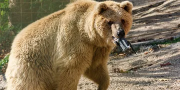 Havuza düşen dronunu ayı kurtardı