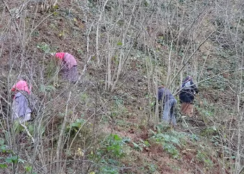 Doğru bakımla verimi 3’e katlıyor