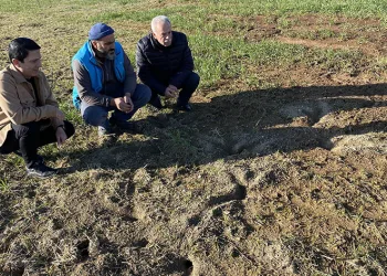 Tarımsal alanlarda fare tedirginliği