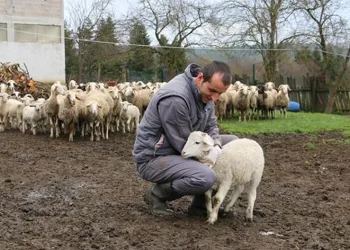 Hayvan başına destek ödemesi yüzde yüz artırıldı