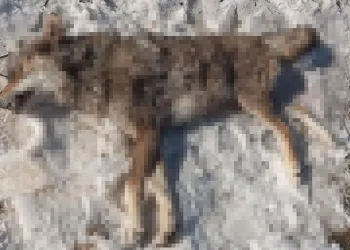 İlçeye inen kurdu çoban köpekleri boğdu