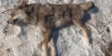 İlçeye inen kurdu çoban köpekleri boğdu