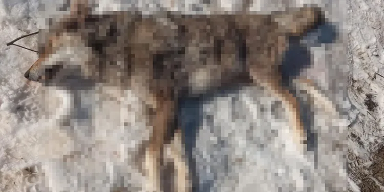İlçeye inen kurdu çoban köpekleri boğdu