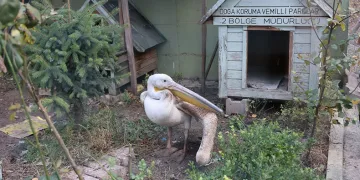 Yaralanan pelikana ilk müdahale yapıldı