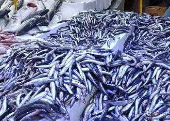 Kilosu 25 TL’ye düşen hamsi kapış kapış gitti