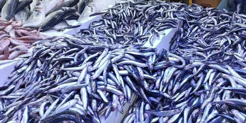 Kilosu 25 TL’ye düşen hamsi kapış kapış gitti