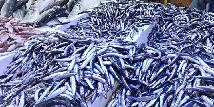Kilosu 25 TL’ye düşen hamsi kapış kapış gitti
