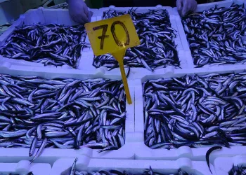 Hamsi avı düşüşe geçti