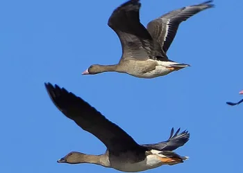Tundra kazı, Denizli’de ilk kez gözlemlendi