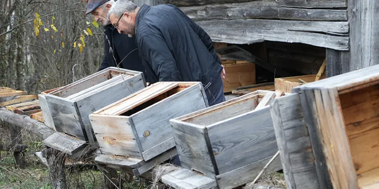 Ayılar köyde 50 arı kovanını parçaladı
