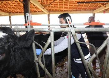 Bu projeyle buzağı ölümleri azalacak