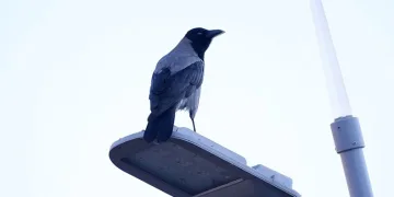 Kargaların ceviz merakı