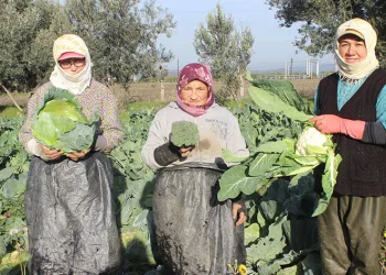 Kış aylarının gözde sebzeleri Salihli’de yetişiyor