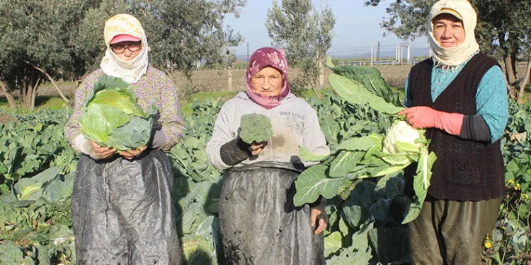 Kış aylarının gözde sebzeleri Salihli’de yetişiyor
