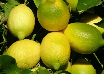 Tescilli Lamas limonunda hasat