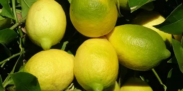 Tescilli Lamas limonunda hasat