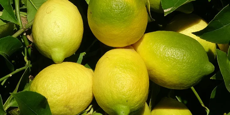 Tescilli Lamas limonunda hasat