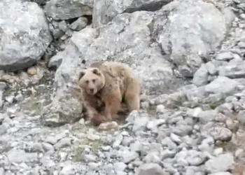 Avladığı hayvanın leşini gömdü