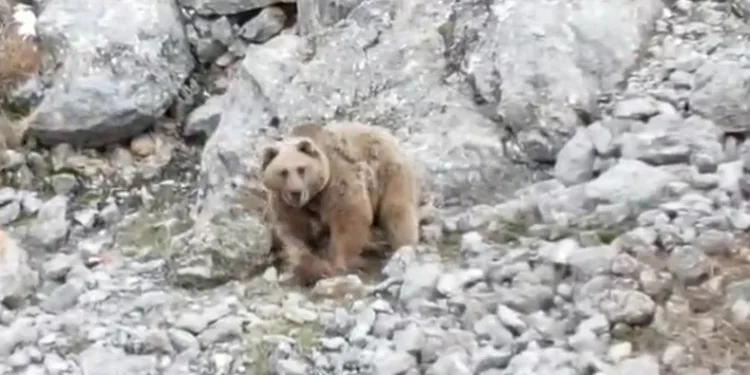 Avladığı hayvanın leşini gömdü