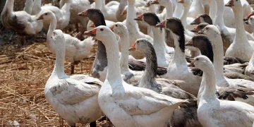 Düşük maliyetle yüksek kazanç