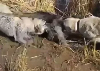 Yaralı yaban domuzunu köpekler parçaladı