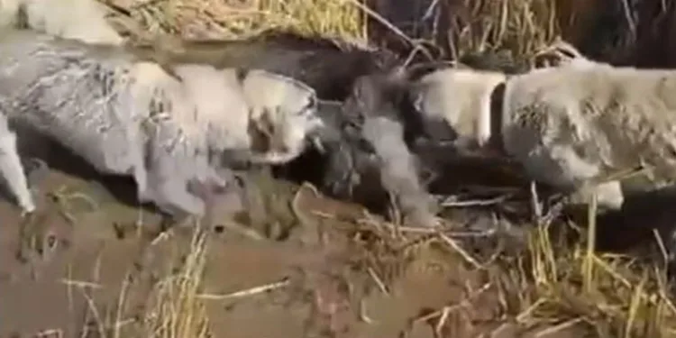 Yaralı yaban domuzunu köpekler parçaladı