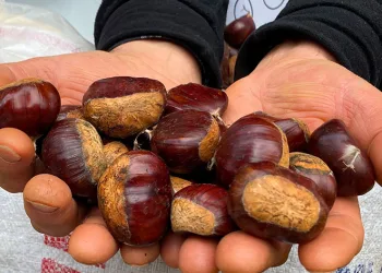 Kestanede rekolte düşük fiyatlar uygun