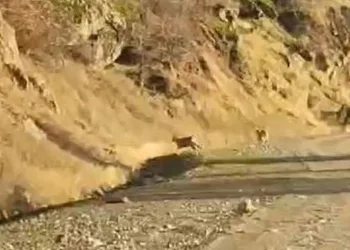 Dağ keçileri sürü halinde görüntülendi