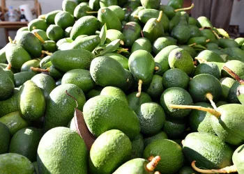 Avokado üreticileri hasat yaptı