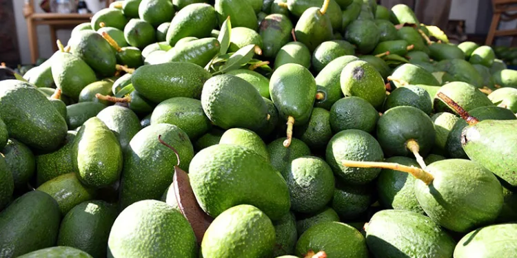 Avokado üreticileri hasat yaptı