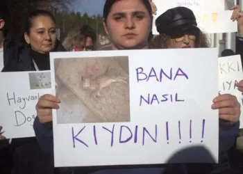 Vahşice öldürülen kedi için hayvanseverlerden tepki