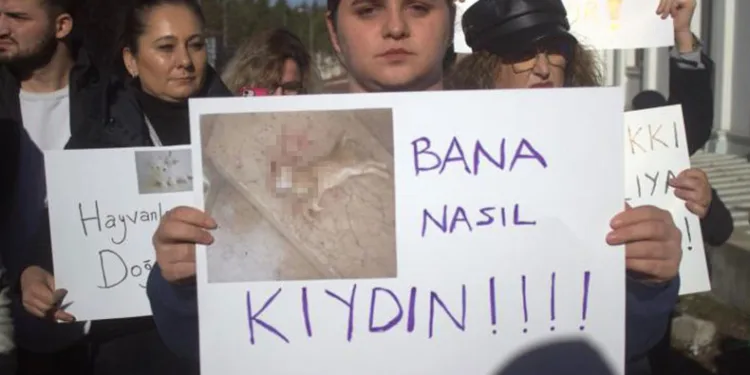 Vahşice öldürülen kedi için hayvanseverlerden tepki