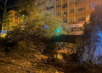 Bursa’da çınarlar teker teker eksiliyor
