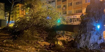 Bursa’da çınarlar teker teker eksiliyor