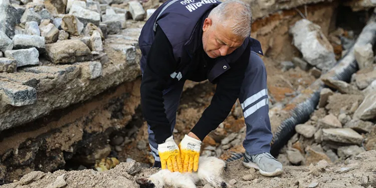 Kediye kalp masajı uygulanarak hayata döndürdü