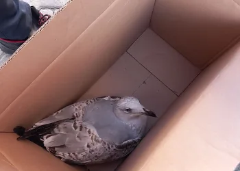 Yaralı martıyı itfaiye kurtardı