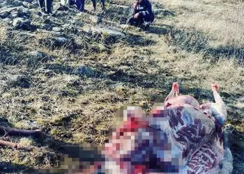 Kaçak kızıl geyik avlayanlara suçüstü