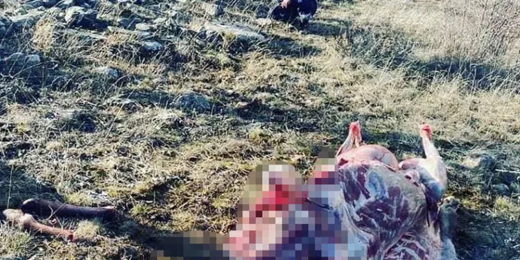 Kaçak kızıl geyik avlayanlara suçüstü