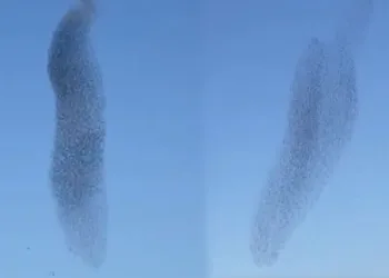 Sığırcık kuşlarının dansı hayran bıraktı
