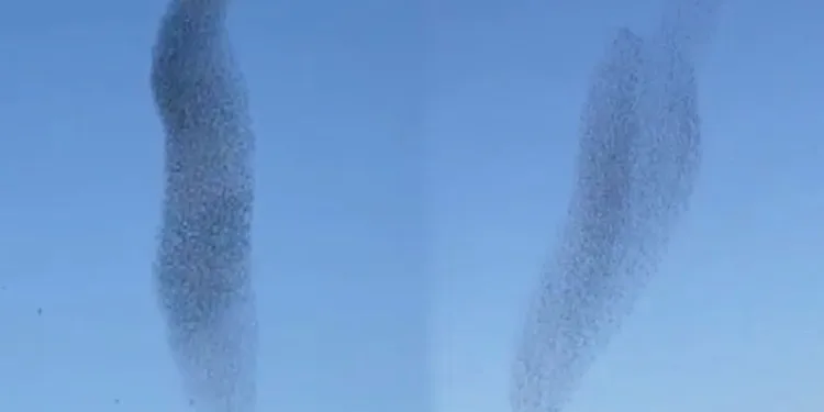 Sığırcık kuşlarının dansı hayran bıraktı