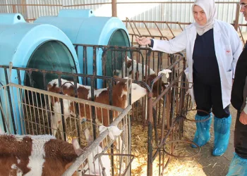 Günlük 5 ton süt üretiyor