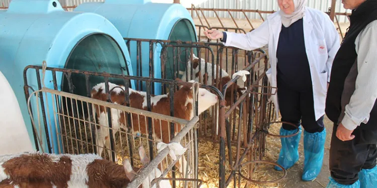 Günlük 5 ton süt üretiyor