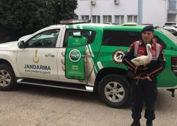 Yaralı leyleğe jandarma şefkati