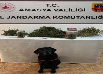 Amasya’da uyuşturucu operasyonu: 2 gözaltı