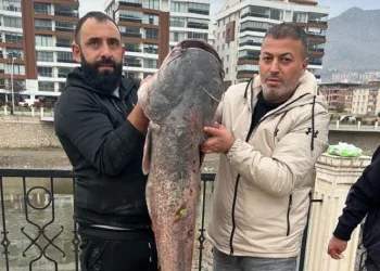 1,5 metrelik yayın balığı yakalandı