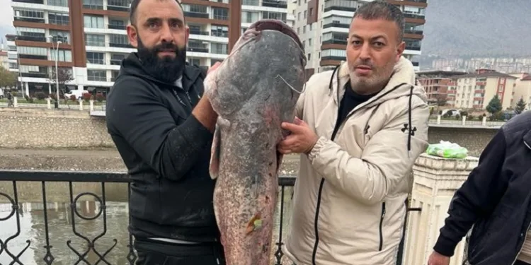 1,5 metrelik yayın balığı yakalandı