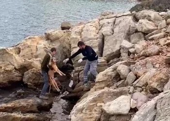 Denize düşen köpek kurtarıldı