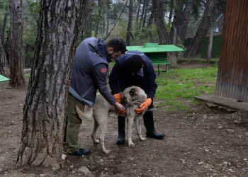Osmangazi’de başıboş köpekler mercek altında